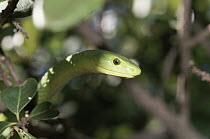 Eastern Green Mamba (Dendroaspis angusticeps) in forest, venomous, arboreal snake, Africa