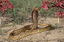 Cape Cobra (Naja nivea) speckled morph in defensive display with hood spread, arid regions of southern Africa