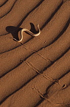 Peringuey's Sidewinding Adder (Bitis peringueyi) on sand dune, Namib Desert, Namibia