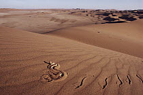 Peringuey's Sidewinding Adder (Bitis peringueyi) sidewinding across sand dune, Namib Desert, Namibia