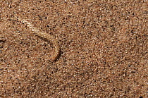 Peringuey's Sidewinding Adder (Bitis peringueyi) buried in the sand using tail as a lure for prey, Namib Desert, Namibia