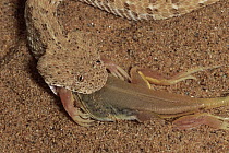 Peringuey's Sidewinding Adder (Bitis peringueyi) swallowing a Shovel-snouted Lizard, Namib Desert, Namibia