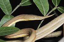 Madagascar Leaf-nosed Snake (Langaha nasuta) female, Madagascar