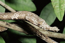 Madagascar Leaf-nosed Snake (Langaha nasuta) female, Madagascar