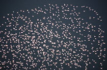 Greater Flamingo (Phoenicopterus ruber) flock, Sandwich Bay, Namibia