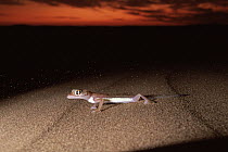 Namib Sand Gecko (Palmatogecko rangei) portrait at dawn on the sand dunes, Namib Desert, Namibia