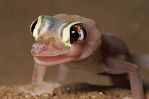 Namib Sand Gecko (Palmatogecko rangei) cleaning eye with tongue, Namib Desert, Namibia