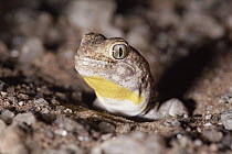 Common Barking Gecko (Ptenopus garrulus) male calling at entrance to burrow, occurs in deserts of southern Africa
