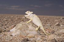 Namaqua Chameleon (Chamaeleo namaquensis) showing thermoregulation with panting, white color and raising off ground, Namib Desert, Namibia