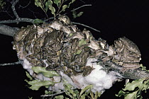 Grey Tree Frog (Chiromantis xerampelina) group co-operative foam nesting, seasonal ponds, savannah, South Africa