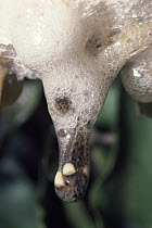 Grey Tree Frog (Chiromantis xerampelina) tadpoles dropping from foam nest, seasonal ponds, savannah, South Africa