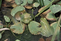 Water Lily Reed Frog (Hyperolius pusillus) male calling to female, seasonal ponds, savannah, South Africa
