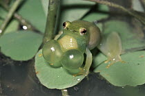 Water Lily Reed Frog (Hyperolius pusillus) male calling to female, seasonal ponds, savannah, South Africa