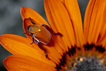Scarab Beetle on a Guzmania flower, Damaraland, Namibia