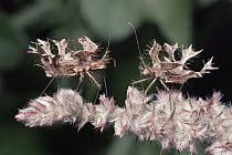 True Bug (Pephricus sp) pair, insect mimics plant as camouflage, South Africa
