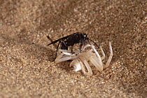 Wheel Spider (Carparachne aureoflava) and Parasitic Pompilid Wasp, Namib Desert, Namibia
