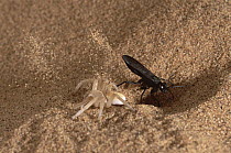 Wheel Spider (Carparachne aureoflava) captured by a parasitic Pompilid wasp, Sand Dunes, Namib Desert, Namibia