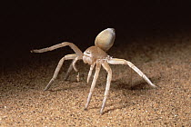 Wheel Spider (Carparachne aureoflava) in defensive threat display, Namib Desert, Namibia