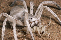 Dancing White Lady Spider (Leucorchestris arenicola) eating a Dune Cricket, Namib Desert, Namibia
