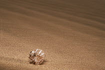 Wheel Spider (Carparachne aureoflava) wheeling across sand dune to escape predators, Namib Desert, Namibia