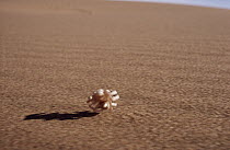 Wheel Spider (Carparachne aureoflava) wheeling across sand dune to escape predators, Namib Desert, Namibia