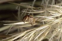 Jumping Spider, Namib Desert, Gobabeb, Namibia