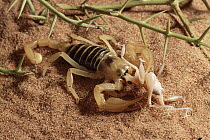 Namib Dune Scorpion (Opisthophthalmus flavescens) eating Dune Cricket (Comicus sp), Namib Desert, Namibia