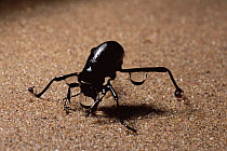 Darkling Beetle (Onymacris unguicularis) drinking, Namib Desert, Namibia