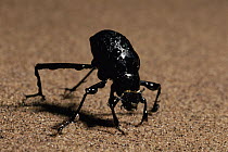 Darkling Beetle (Onymacris unguicularis) drinking, Namib Desert, Namibia