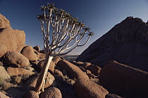 Quiver Tree (Aloe dichotoma), Spitzkop, Damaraland, Namibia