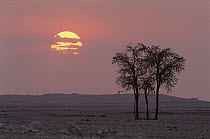 Whistling Thorn (Acacia drepanolobium) and gravel plains at sunrise, Namib-Naukluft National Park, Namib Desert, Namibia
