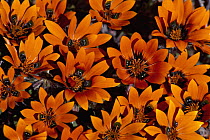 Beetle Daisy (Gorteria diffusa) spring flowers, Namaqualand, South Africa
