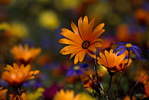Daisies, spring flowers, Skilpad Flower Reserve, Namaqualand, South Africa