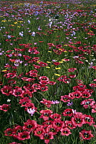Satin Flower (Romulea sabulosa) spring flower, Glen Lyon Reserve, Great Karoo, Nieuwoudtville, South Africa