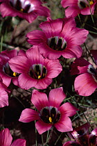 Satin Flower (Romulea sabulosa) spring flowers, Glen Lyon Reserve, Nieuwoudtville, Great Karoo, South Africa