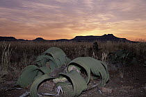 Welwitschia (Welwitschia mirabilis) and sunset, Namib Desert, Damaraland, Namibia