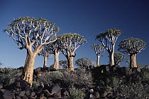 Quiver Tree (Aloe dichotoma), Keetmanshoop, Namibia