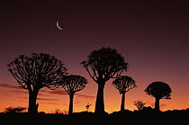 Quiver Tree (Aloe dichotoma) at dusk, Kokerboom Reserve, Keetmanshoop, Namibia