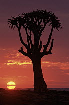 Quiver Tree (Aloe dichotoma) at dusk, Kokerboom Reserve, Keetmanshoop, Namibia
