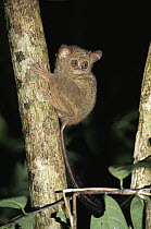 Spectral Tarsier (Tarsius tarsier) in the rainforest, Tangkoko-Dua Saudara Nature Reserve, Sulawesi, Indonesia