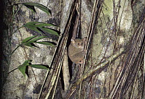 Spectral Tarsier (Tarsius tarsier) in the rainforest, Tangkoko-Dua Saudara Nature Reserve, Sulawesi, Indonesia