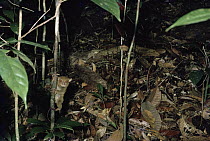 Western Tarsier (Tarsius bancanus) in the rainforest, Borneo