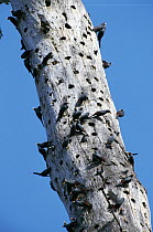Finch-billed Mynah (Scissirostrum dubium) nest colony in tree, Tangkoko-Dua Saudara Nature Reserve, Sulawesi, Indonesia