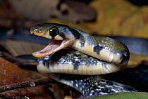 Black Copper Rat Snake (Elaphe flavolineata), Danum Valley Conservation Area, Sabah, Malaysia