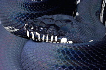 Boelen's Python (Morelia boeleni) highlands of New Guinea