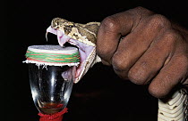 Russell's Viper (Daboia russelii) being milked for venom, Madras India