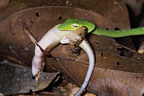 Oriental Whip Snake (Ahaetulla prasina) eating a skink, Borneo, Malaysia