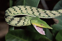Oriental Whip Snake (Ahaetulla prasina) defensive threat display, Danum Valley Conservation Area, Sabah, Malaysia