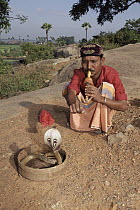 Spectacled Cobra (Naja naja) with snake charmer, India