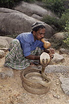 Spectacled Cobra (Naja naja) with snake charmer, India